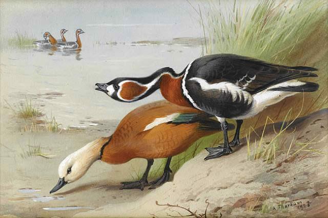 Archibald Thorburn Ruddy Shelduck and Red Breasted Goose